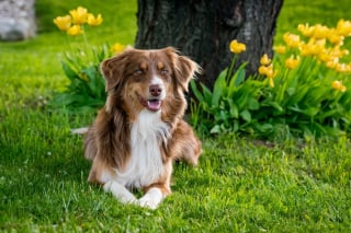 Illustration de l'article : Intriguée par la montre et les bijoux ramenés par son chien, elle découvre tout un butin caché dans son jardin et prévient la police