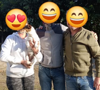 Illustration de l'article : Un couple découvre un Jack Russell et le dépose au refuge local où on réalise qu'il a disparu 7 mois plus tôt à 100 km de là