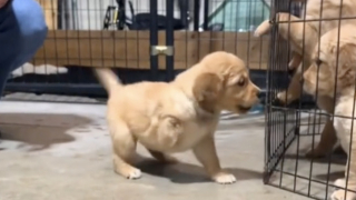 Illustration de l'article : Cet adorable chiot Golden Retriever refuse de se laisser ralentir par son handicap et fait preuve d’une énergie débordante (vidéo)