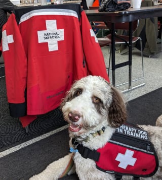 Illustration de l'article : 2 chiens thérapeutiques apportent beaucoup de réconfort aux personnes blessées sur les pistes de ski et inspirent un programme national (vidéo)