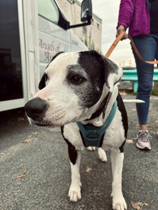 Illustration de l'article : Une chienne ayant perdu sa famille et survécu à un cancer rencontre l'amour après avoir passé 472 jours au refuge