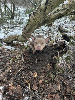 Illustration de l'article : Un chien abandonné dans la forêt n’avait aucune échappatoire jusqu’à ce qu’une femme au grand cœur le découvre