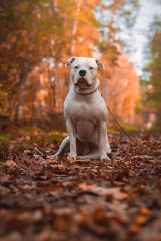 Des Meilleurs Films Avec Des Chiens Regarder En Cette Fin D Ann E