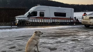 Illustration de l'article : L’histoire déchirante de Belka, la chienne fidèle qui refuse de quitter l’endroit où son maître s’est noyé (vidéo)