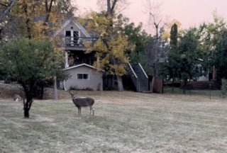 Illustration de l'article : En voyant un Cocker rapporter une balle à sa maîtresse, un chevreuil curieux veut se joindre au jeu (vidéo)