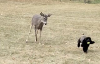 Illustration de l'article : En voyant un Cocker rapporter une balle à sa maîtresse, un chevreuil curieux veut se joindre au jeu (vidéo)