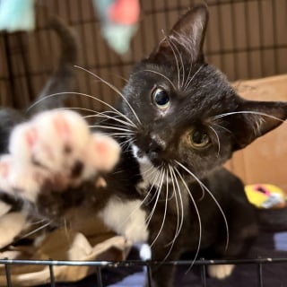 Illustration de l'article : Une chaîne de solidarité se met en place pour reloger des chatons dont le refuge a été endommagé par une tempête