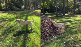 Illustration de l'article : Cette chienne perpétue depuis 9 ans son adorable rituel d'automne consistant à plonger dans un tas de feuilles mortes (vidéo)