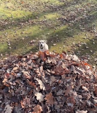 Illustration de l'article : Cette chienne perpétue depuis 9 ans son adorable rituel d'automne consistant à plonger dans un tas de feuilles mortes (vidéo)