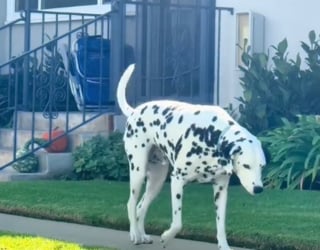 Illustration de l'article : La propriétaire d'un Dalmatien découvre qu'il mène une "double vie" en le surprenant en train de satisfaire sa gourmandise chez ses voisins (vidéo)