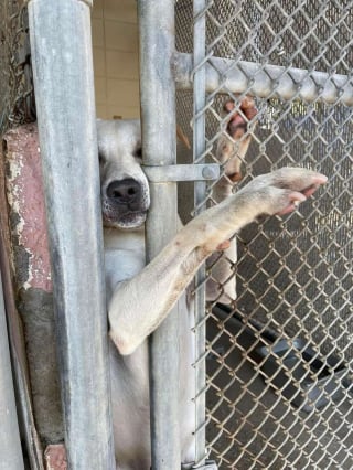 Illustration de l'article : Un chien passe 7 mois au refuge à tendre la patte dans l'espoir d'attirer les visiteurs et de se faire adopter