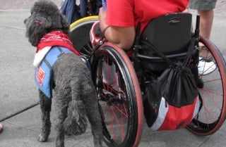 Illustration de l'article : Un chien héros sauve son maître en fauteuil roulant tombé dans un canal en le tirant hors de l'eau