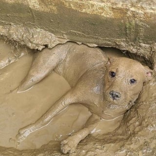 Illustration de l'article : 16 photos de chiens et de chats dans des situations cocasses qui ont obligé les gens à les prendre en photo