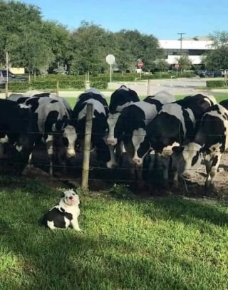 Illustration de l'article : 16 photos de chiens et de chats dans des situations cocasses qui ont obligé les gens à les prendre en photo