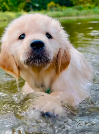 Illustration de l'article : Ce chiot Golden Retriever prend son courage à 4 pattes pour s'offrir sa toute première baignade et montre la voie à ses frères et soeurs (vidéo)