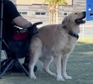 Illustration de l'article : Ce Golden Retriever qui se frotte les fesses sur les passants a la plus amusante des techniques pour se faire de nouveaux amis (vidéo)