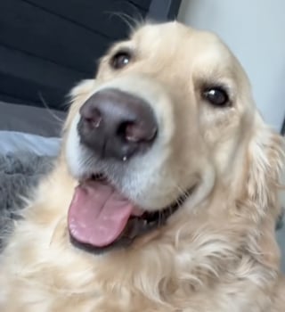 Illustration de l'article : Ce Golden Retriever qui se frotte les fesses sur les passants a la plus amusante des techniques pour se faire de nouveaux amis (vidéo)