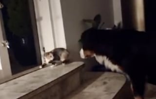 Illustration de l'article : En choisissant son foyer, un chaton errant découvre avec curiosité 2 chiens géants qui n’ont jamais vu de félin de leur vie (vidéo)