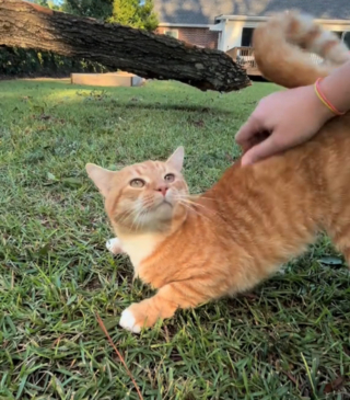 Illustration de l'article : La joie d'une mère de famille retrouvant son chat sain et sauf après s'être enfui lors d'un ouragan (vidéo)