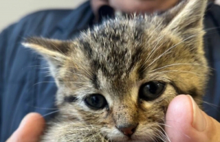 Illustration de l'article : Un chaton devient la coqueluche de la mairie après avoir été extrait des canalisations d'eau fluviale grâce aux importants moyens déployés