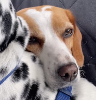 Illustration de l'article : Un Beagle anxieux lors d’un voyage en voiture trouve du réconfort grâce à son adorable frère Dalmatien (vidéo)