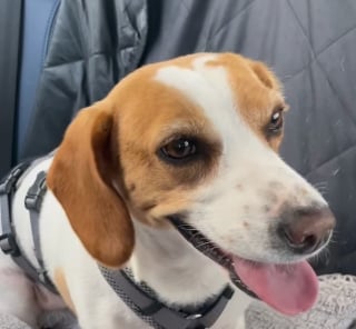 Illustration de l'article : Un Beagle anxieux lors d’un voyage en voiture trouve du réconfort grâce à son adorable frère Dalmatien (vidéo)