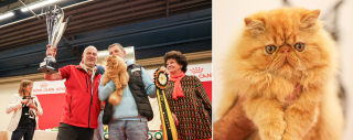 Illustration de l'article : Bilan d'Animal Expo – Animalis Show 2024 : affluence record et activités passionnantes ont marqué cette 33e édition plus familiale que jamais