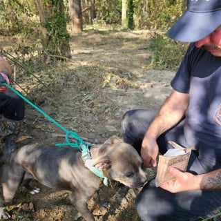 Illustration de l'article : Une chienne découverte coincée dans un arbre 5 jours après le passage d'un ouragan retrouve avec bonheur sa famille