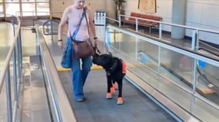 Illustration de l'article : Un chien d'assistance en formation parvient à surmonter sa peur du trottoir roulant (vidéo)