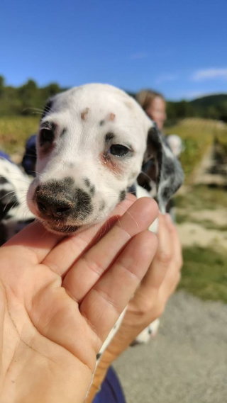 Illustration de l'article : 70 chiens sauvés d'un élevage sordide obtiennent une chance de vivre une vie meilleure et de connaître le véritable amour