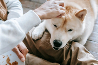 Illustration de l'article : 11 informations méconnues sur les facultés fascinantes des chiens