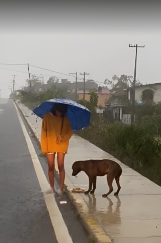 Illustration de l'article : Une femme au grand cœur brave une tempête pour nourrir un chien dans la rue