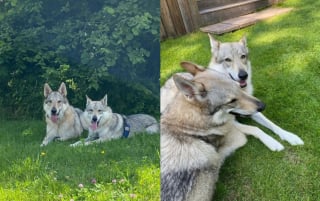 Illustration de l'article : Quand un chien loup devient le confident des lycéens et l'atout numéro dans la lutte contre le décrochage scolaire