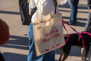 Illustration de l'article : La Marche de l’Animal en Ville, un évènement joyeux pour sensibiliser le public à la place de nos boules de poils en milieu urbain et développer le vivre ensemble (vidéo)