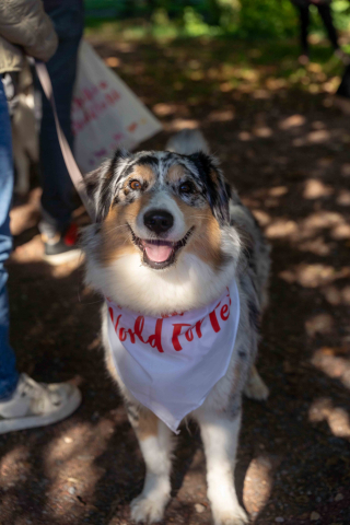 Illustration de l'article : La Marche de l’Animal en Ville, un évènement joyeux pour sensibiliser le public à la place de nos boules de poils en milieu urbain et développer le vivre ensemble (vidéo)