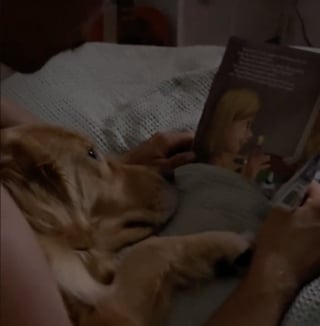 Illustration de l'article : Un homme lit une histoire à son Golden Retriever pour le détendre et l'aider à s'endormir (vidéo)