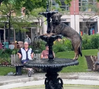 Illustration de l'article : Un chien en quête de fraîcheur se transforme en statue pour ne faire qu'un avec la fontaine (vidéo)