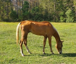 Illustration de l'article : Laissé à l'abandon, ce cheval d'une maigreur extrême trouve un second souffle de vie grâce à ses sauveurs