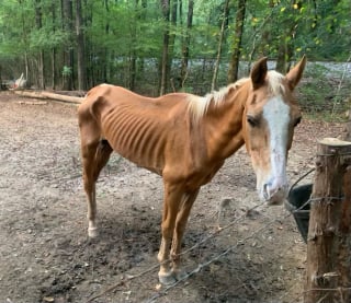 Illustration de l'article : Laissé à l'abandon, ce cheval d'une maigreur extrême trouve un second souffle de vie grâce à ses sauveurs