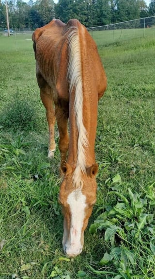 Illustration de l'article : Laissé à l'abandon, ce cheval d'une maigreur extrême trouve un second souffle de vie grâce à ses sauveurs