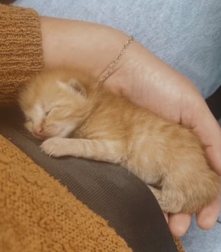 Illustration de l'article : Une jeune femme au grand cœur aperçoit un chaton nouveau-né sur l’autoroute et s’arrête pour voler à son secours (vidéo)