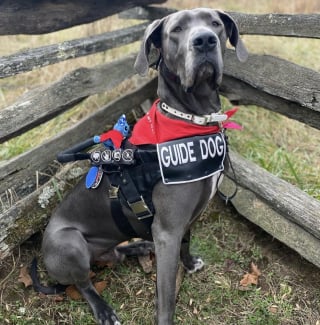 Illustration de l'article : Souffrant d’un trouble alimentaire et de plusieurs handicaps, une jeune femme peut compter sur le soutien de son chien d’assistance pour affronter le quotidien (vidéo)