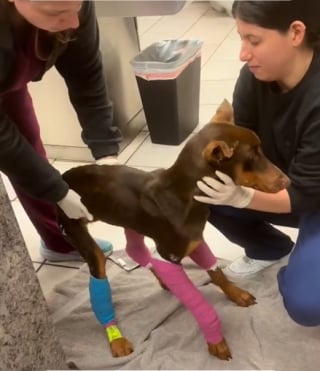 Illustration de l'article : Heurté par une voiture puis attaqué, ce Doberman déjoue les pronostics en s’accrochant à la vie (vidéo)