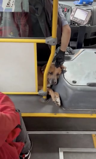 Illustration de l'article : Les usagers d'un bus, attendris par la présence d'une chienne endormie sous le siège du conducteur, la caressent à chaque arrêt (vidéo)