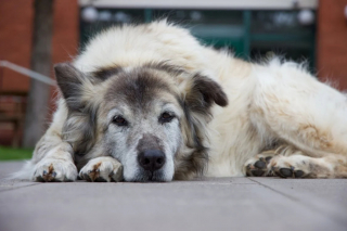 Illustration de l'article : 9 idées reçues sur les chiens, auxquelles vous ne devriez pas croire