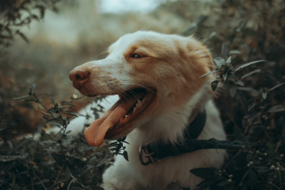 Illustration de l'article : 9 idées reçues sur les chiens, auxquelles vous ne devriez pas croire