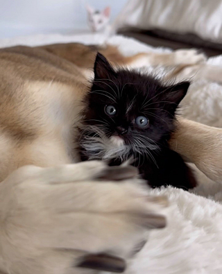 Illustration de l'article : 2 chatons sauvés après le passage d'un ouragan peuvent compter sur le soutien et l'amour des chiens de leur famille d'accueil