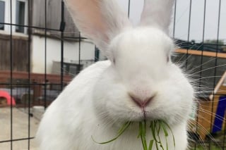 Illustration de l'article : Des jeunes poussent une femme dans un canal, car elle les suppliait de ne pas jeter un lapin dans l'eau (vidéo)