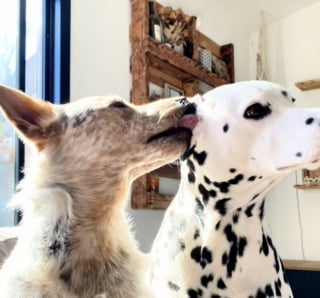 Illustration de l'article : Après des mois de séparation, un Dalmatien retrouve son meilleur ami lors de la plus joyeuse des réunions à la plage (vidéo)