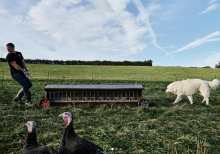 Illustration de l'article : À la rencontre de Bear, le Berger de Maremme qui protège les dindes de Noël dans une ferme aux pratiques éthiques (vidéo)